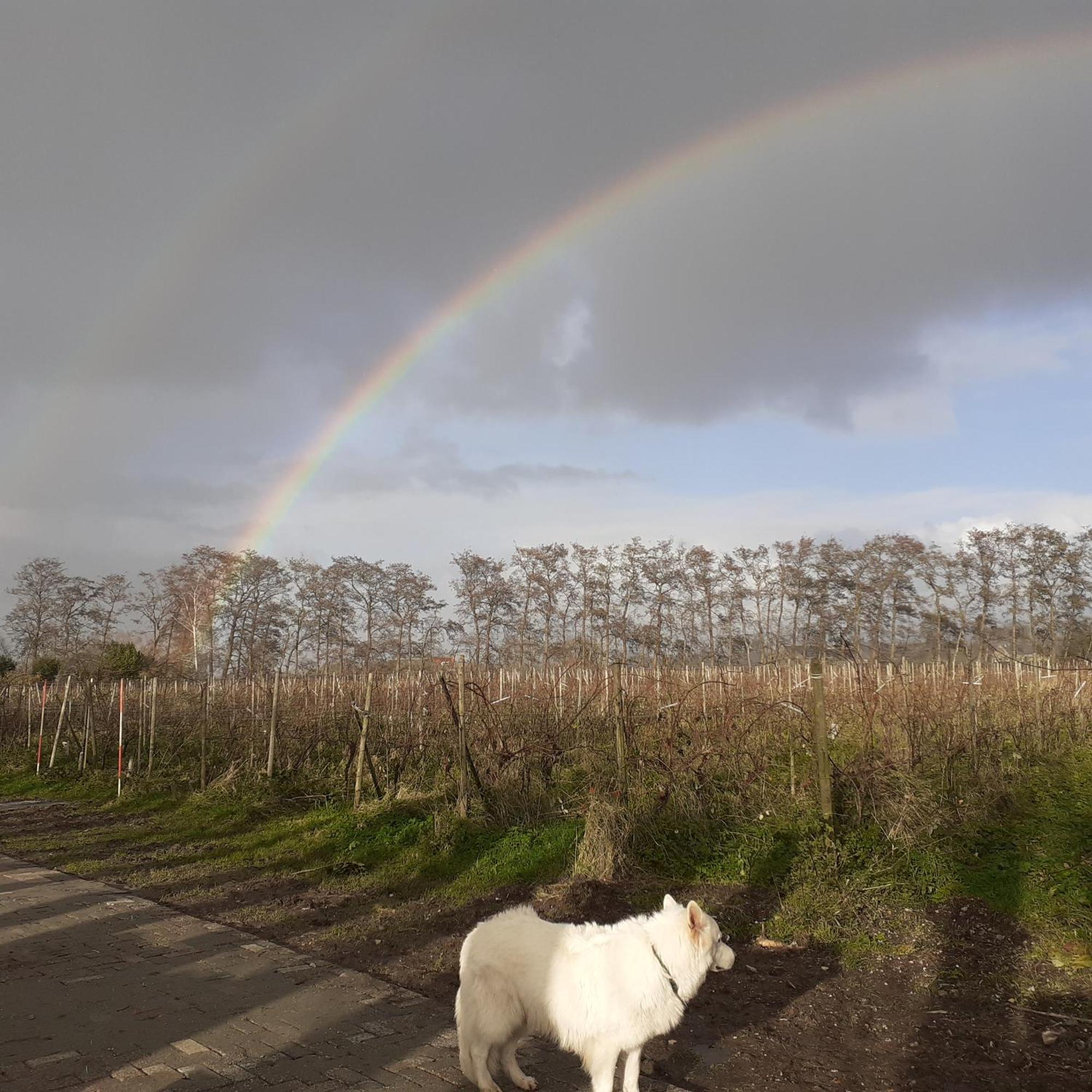 Wijndomein De Vier Ambachten -Overnachten In De Wijngaard Simonshaven Exterior foto